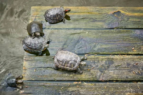 Черепахи Спираються Сонце Дерев Яну Платформу Воді — стокове фото