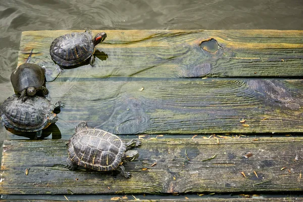 Schildpadden Koesteren Zich Zon Een Houten Platform Het Water — Stockfoto