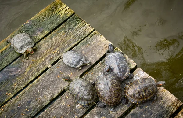 Schildpadden Koesteren Zon Een Houten Platform Het Water Bovenaanzicht — Stockfoto