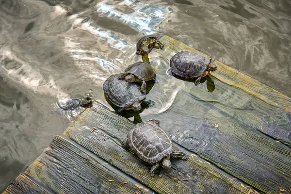 Schildpadden Koesteren Zon Een Houten Platform Het Water Bovenaanzicht — Stockfoto