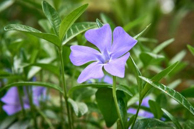 Bahar bahçesindeki yeşil yaprakların arka planında mor menekşe çiçeği