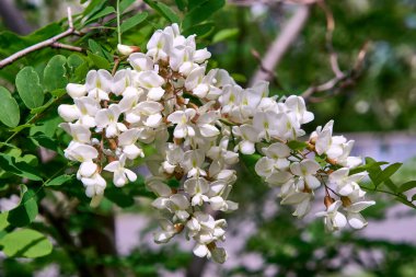 Açan beyaz akasya, güneşli gün