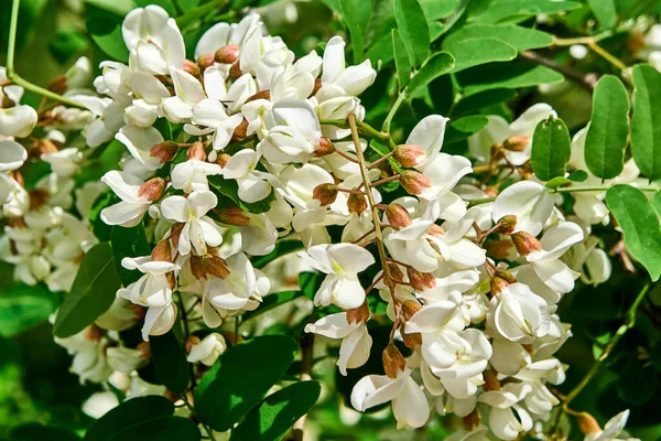 Açan beyaz akasya, güneşli gün