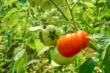 Olgun kırmızı domatesler yeşil yapraklı arkaplanda asılı domates ağacına.