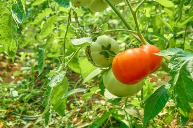 Olgun kırmızı domatesler yeşil yapraklı arkaplanda asılı domates ağacına.