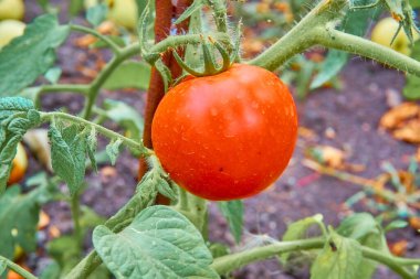 Olgun kırmızı domatesler yeşil yapraklı arkaplanda asılı domates ağacına.