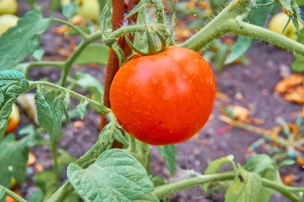 Olgun kırmızı domatesler yeşil yapraklı arkaplanda asılı domates ağacına.