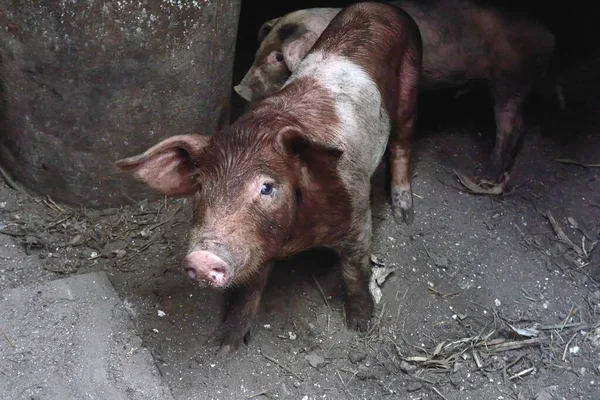 Słodka świnia na farmie. Mała świnia.. — Zdjęcie stockowe