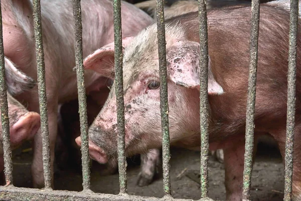 Çiftlikteki çitlerin arkasındaki domuzcuklar. Domuzcuklar.