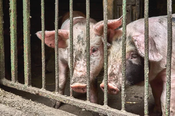 Niedliche Schweine auf dem Bauernhof. Kleines Schwein. — Stockfoto