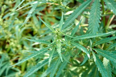 Olgun tohumlarla dolu güçlü dalları olan bir marihuana çalısı. Kenevir, kenevir