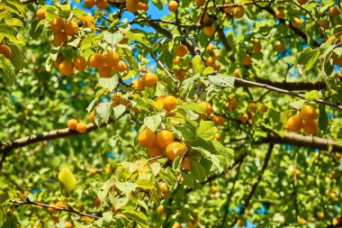 Yeşil yaprakların arasındaki dallarda sarı kiraz eriği meyveleri. Olgun meyveler. Doğanın armağanları. Yaz hasadı, sağlıklı yiyecekler