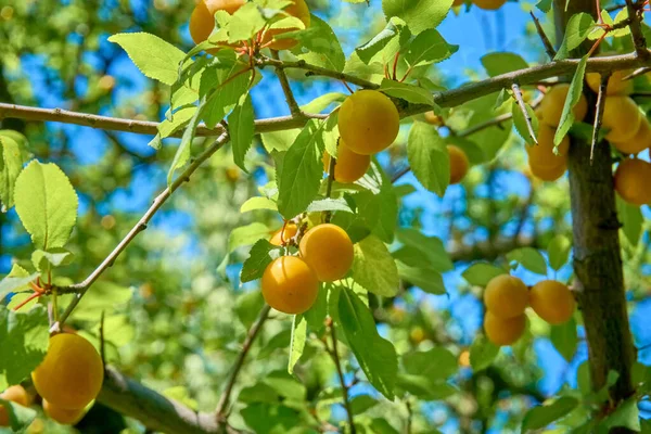 Yellow cherry plum berries on the branches among green leaves. Ripe fruits. Gifts of nature. Summer harvest, healthy food