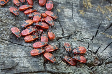 Asker böcekler ağaç kütüğünde oturuyorlar. Birçok kırmızı böcek tahta bir kütüğün üzerinde yakından fotoğraflandı.