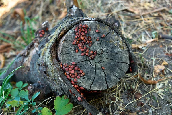 士兵甲虫正坐在树桩上 许多红虫在木制树桩上拍照特写 — 图库照片