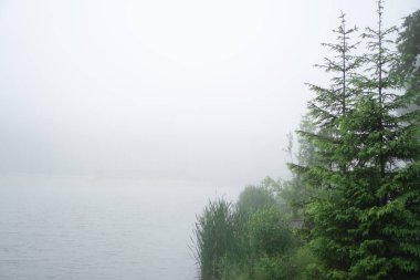 Soğuk bir sabahta sisli bir göletin yanında iki genç Noel ağacı olan bir orman. Soğuk arkaplan