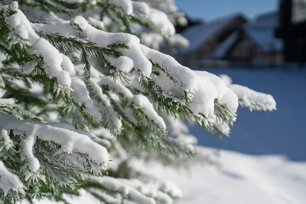 Zimní pozadí. Vánoční strom větev s hoarfrost na ni v mrazivý den close-up. — Stock fotografie