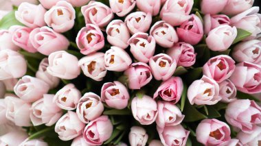 Kocaman bir buket pembe lale. Lale arka plan duvar kağıdı. Büyük bir buket beyaz lale.