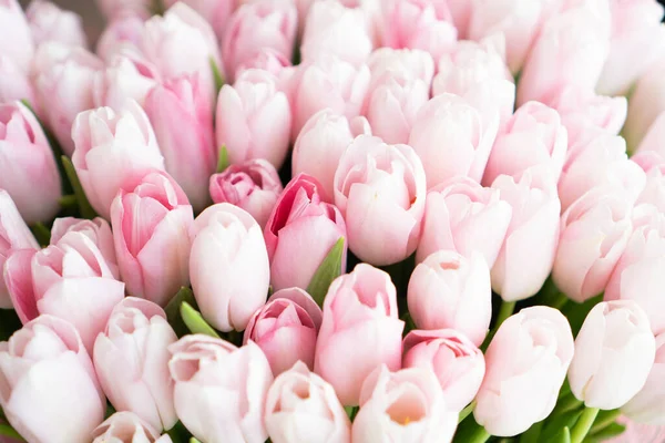 Spring pink tulip background. White tulip bulbs. Tulip flower heads. Pink and white tulip flowers with green petals