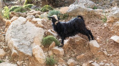 Kayalıklardaki vahşi keçi. Hindi dağında kara keçi. Vahşi vadide kara keçiler