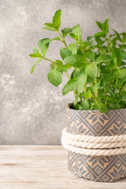 Çiçek saksısında bir nane bitkisi. Taze yeşil organik nane yaprağı. Küçük saksıda nane şekeri. Dikey resim