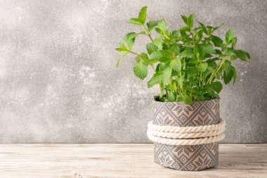 Çiçek saksısında bir nane bitkisi. Taze yeşil organik nane yaprağı. Küçük saksıda nane şekeri, doğal ahşap arka planda.