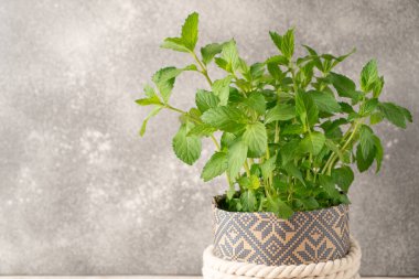 Gri arkaplandaki nane şekerini kapat. Naneli bitki çiçeği. Nane yaprakları saksıda