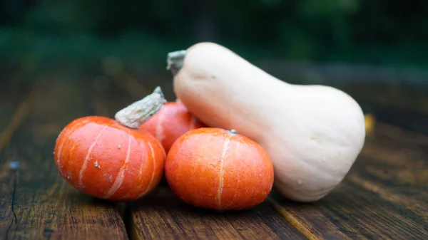 Белый ореховый сквош и оранжевая тыква. Разные типы тыкв. Декорации к Хэллоуину — стоковое фото