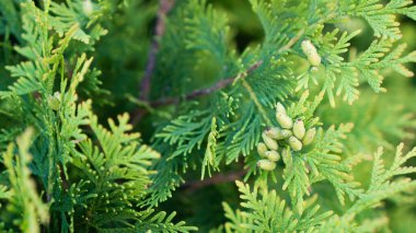 Thuja çok yakına gidiyor. Thuja tohumları. Yeşil kozalaklı ağaç arkaplanı.