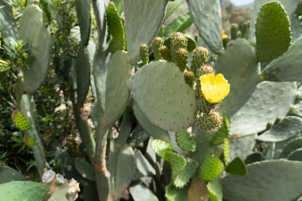 Gran arbusto de cactus. Flor de cactus amarillo — Foto de Stock