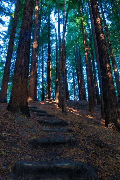 Foresta Sequoie Cantabria Spagna — Foto Stock