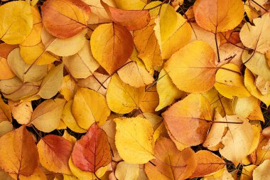 Autumn. Colorful leaves lie on the grass. Autumn background