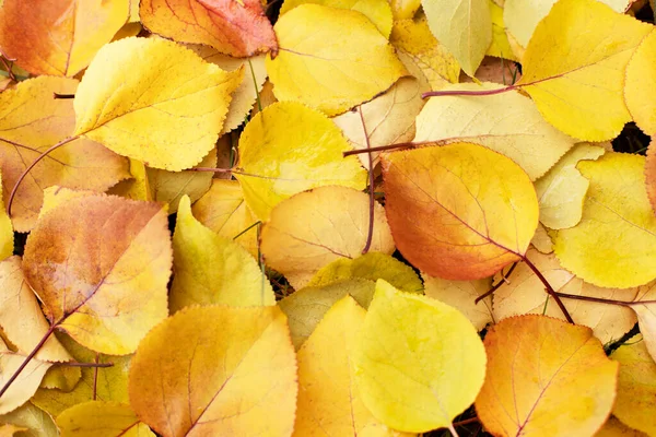 Autumn. Multi-colored leaves lie on the grass. Autumn background with leaves