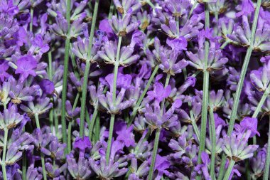 Lavanta çiçekleri kapanıyor. Lavanta