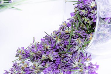 Lavanta çiçekleri kapanıyor. Lavanta