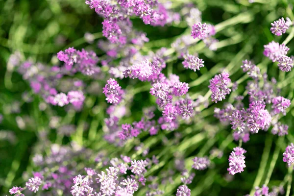 Lavendelbloemen Tuin Heldere Zomerse Achtergrond Lavendel — Stockfoto