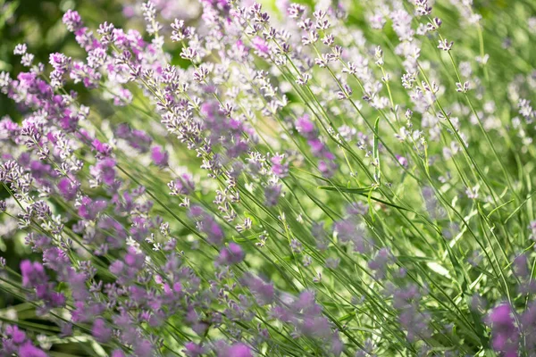 Lavendelbloemen Tuin Heldere Zomerse Achtergrond Lavendel — Stockfoto