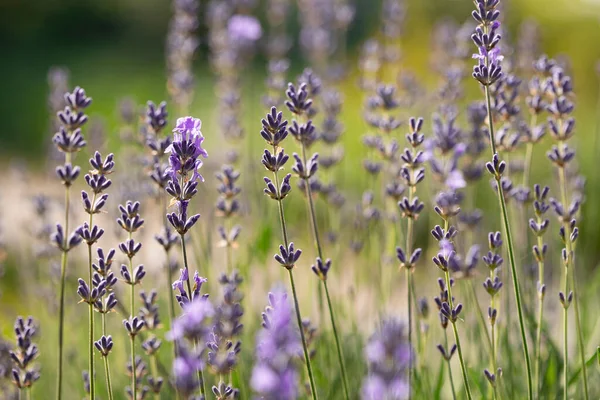 Lavendelbloemen Tuin Heldere Zomerse Achtergrond Lavendel — Stockfoto