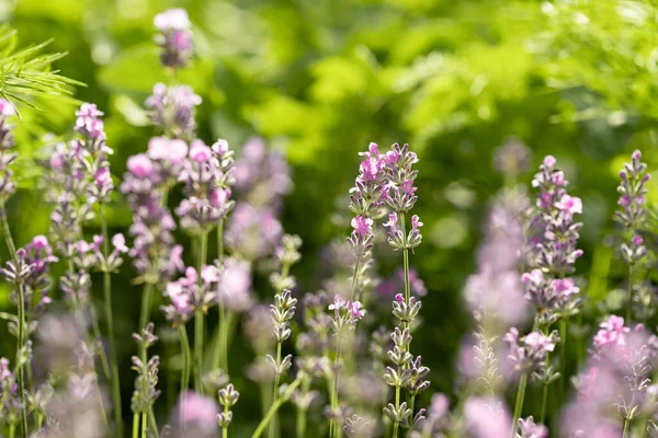 Lavendelbloemen Tuin Heldere Zomerse Achtergrond Lavendel — Stockfoto