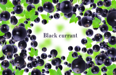 Frenk üzümü. Beyaz arka planda siyah frenk üzümü ve yaprakları olan arkaplan