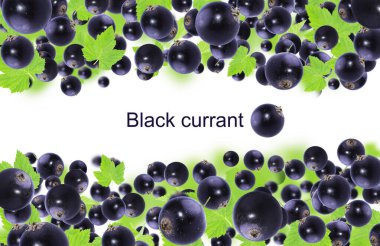 Frenk üzümü. Beyaz arka planda siyah frenk üzümü ve yaprakları olan bir arka plan. Metin için yer