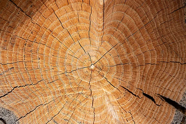 Uma Árvore Serrada Perfeitamente Redonda Com Anéis Árvore Rachaduras Textura — Fotografia de Stock