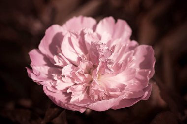 Kabarık şakayık çiçekli arka plan. Bahar çiçeği konsepti. Tasarım için. Doğa.