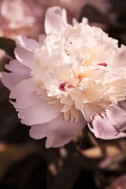 Kabarık şakayık çiçekli arka plan. Bahar çiçeği konsepti. Tasarım için. Doğa.