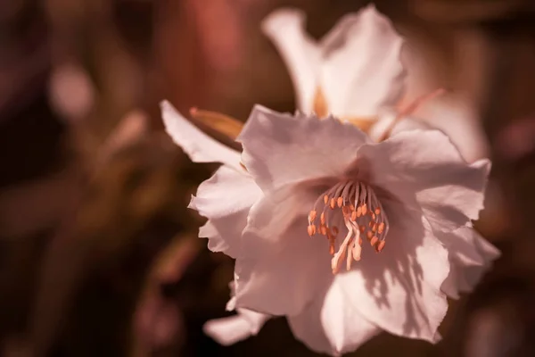 Peônias Fofas Flores Fundo Conceito Flores Primavera Para Design Natureza — Fotografia de Stock