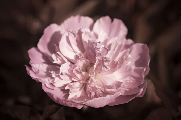 Peônias Fofas Flores Fundo Conceito Flores Primavera Para Design Natureza — Fotografia de Stock