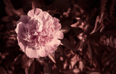 Kabarık şakayık çiçekli arka plan. Bahar çiçeği konsepti. Tasarım için. Doğa.