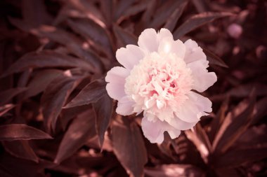 Kabarık şakayık çiçekli arka plan. Bahar çiçeği konsepti. Tasarım için. Doğa.