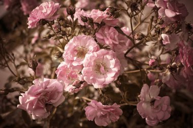 Çiçekli arka plan. Bahar çiçeği konsepti. Tasarım için. Doğa.