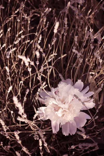 Peônias Fofas Flores Fundo Conceito Flores Primavera Para Design Natureza — Fotografia de Stock